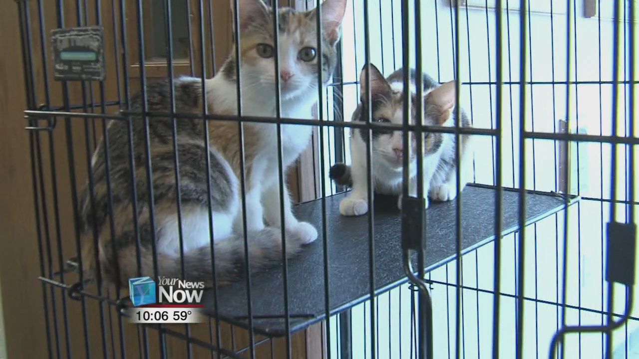 Ohio SPCA & Humane Society lowers adoption price due to overcapacity of cats 1.jpg